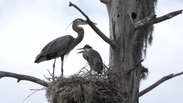 Blaureiher im Nest. Erwachsene und ein Baby — Stockvideo