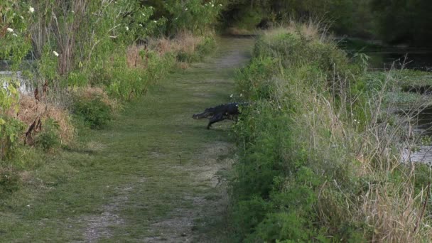 American Alligator attraversando un sentiero in Florida zone umide — Video Stock