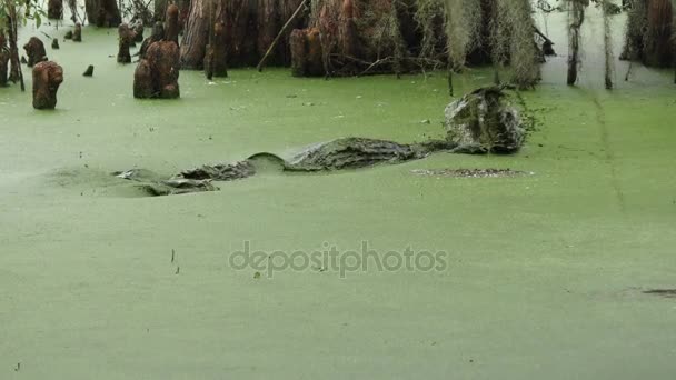 Aligator amerykański skacze po ryby w Florydzie swamp — Wideo stockowe