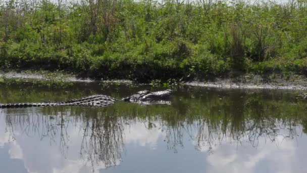 Amerikanischer Alligator lässt als Zeichen der Aggression den Kiefer knallen — Stockvideo