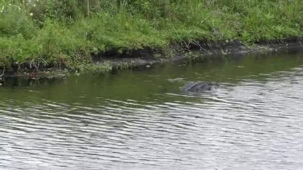 Amerikansk Alligator missade fisken — Stockvideo