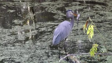 Büyük mavi balıkçıl beslenme Florida sulak