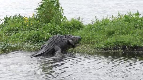 Grote Amerikaanse Alligator lopen uit water — Stockvideo