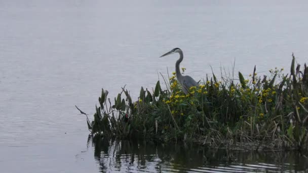 Grand Héron pêche en Floride lac — Video