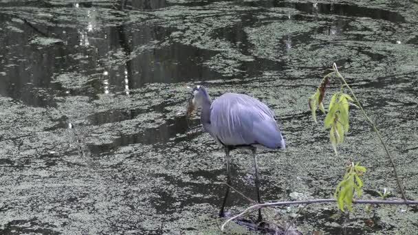 Büyük mavi balıkçıl beslenme Florida sulak — Stok video