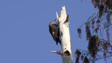 Florida sulak akışlarında pileated ağaçkakan