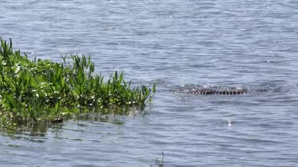 Amerikansk Alligator hoppade och fångat en fisk — Stockvideo