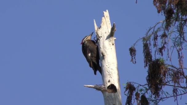 红冠黑啄木鸟饲料在佛罗里达湿地 — 图库视频影像