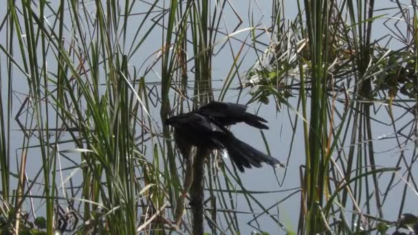 Anhinga pták sestřelení ryba v Florida mokřadů — Stock video