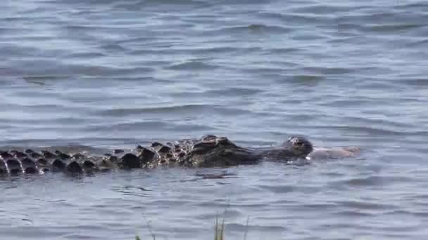 Alligator américain nage avec un poisson dans la bouche — Video