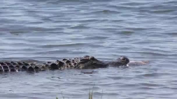 Amerikansk Alligator simmar med en fisk i munnen — Stockvideo