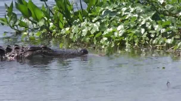 Aligator amerykański pływa z ryb w pysku — Wideo stockowe