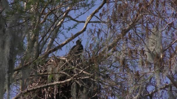 Bald Eagle chick in a nest — Stock Video