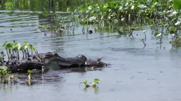 Американский аллигатор плавает с рыбой во рту — стоковое видео