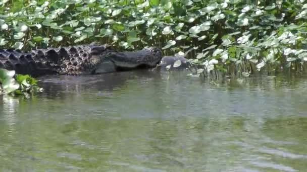 Americký aligátor sestřelení velké ryby v Florida mokřadů — Stock video