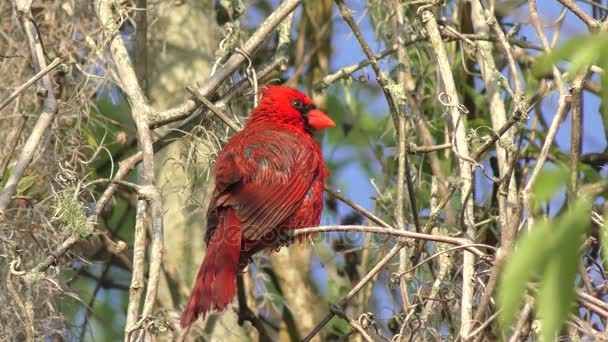 Männlicher nördlicher Kardinalvogel pflegt seine Federn — Stockvideo