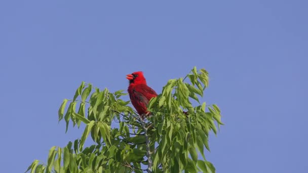 Male Northern Cardinal Bird singing — Stock Video