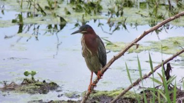 Yeşil balıkçıl Florida sulak tünemiş