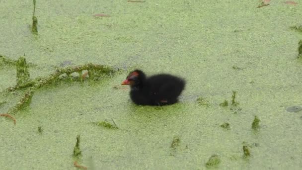 Gemensamma Gallinule chick i Florida swamp — Stockvideo
