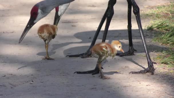 Sandhill Crane Chicks Follow their Parents — Stock Video