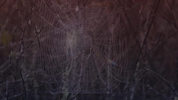 Wet Spider web on the branches in the morning — Stock Video