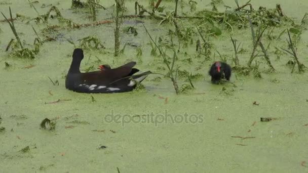 Gallinule comune alimenta il suo pulcino in palude Florida — Video Stock