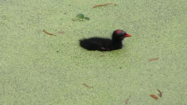 Common Gallinule alimenta a su polluelo en el pantano de Florida — Vídeo de stock