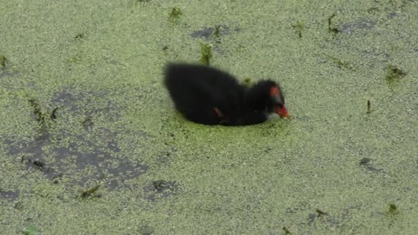 Gemensamma Gallinule chick i Florida swamp — Stockvideo