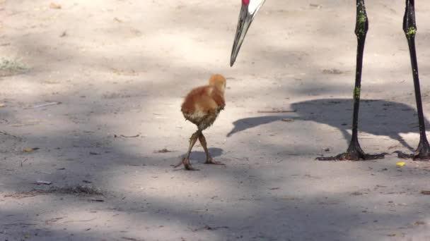 Sandhill Crane kycklingar följer sina föräldrar — Stockvideo