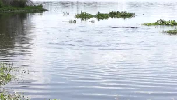 Alligator américain saute après le poisson — Video