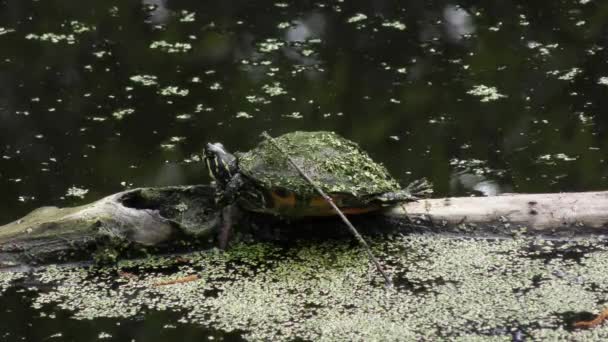 Kleine Schildkröte sonnt sich auf einem Baumstamm — Stockvideo