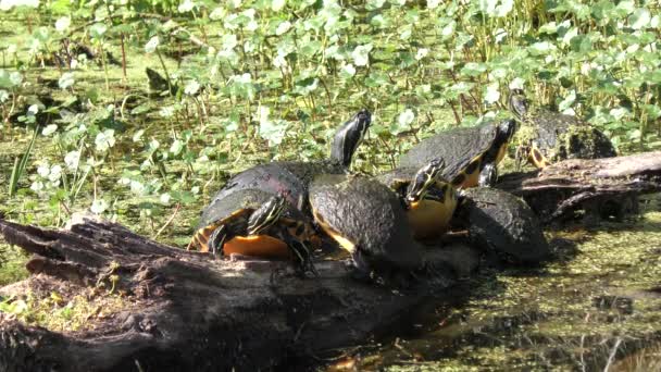 Żółwie florydzkie wygrzewanie się na dziennik — Wideo stockowe