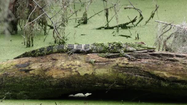 Молодой американский аллигатор греется на бревне — стоковое видео