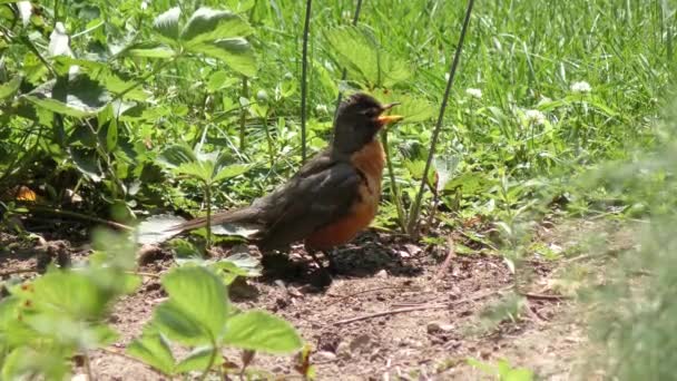 Ung amerikanska Robin i trädgården — Stockvideo