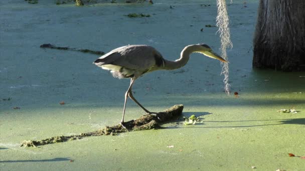 Great Blue Heron missade en fisk — Stockvideo