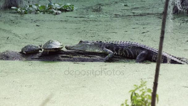 Jeune alligator américain se prélassant avec des tortues sur une bûche — Video