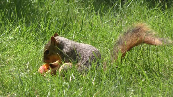 Fox squirrel eten een perzik — Stockvideo