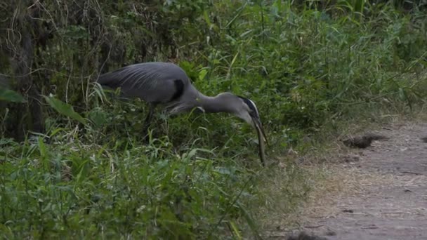 大蓝鹭试图吞食一条蛇 — 图库视频影像