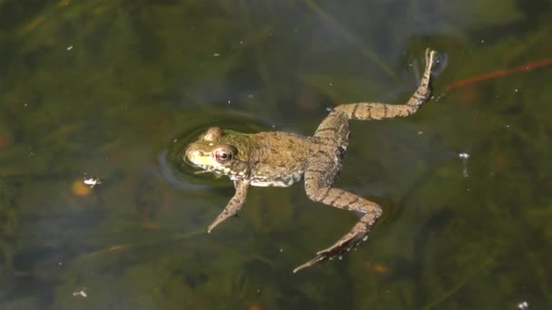 Gewone waterkikker in een vijver — Stockvideo