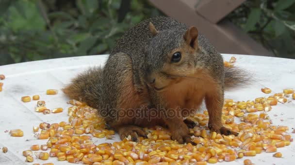 Zorro ardilla comer maíz — Vídeos de Stock