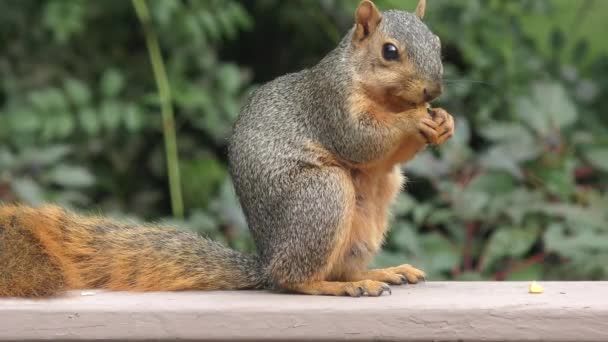 Fox squirrel eten maïs — Stockvideo