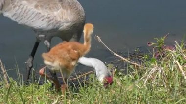 bir piliçle Sandhill crane yakın çekim