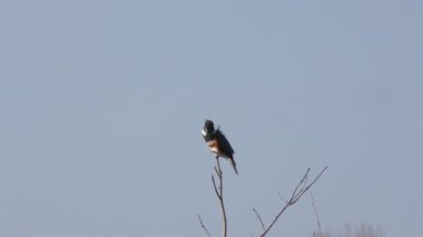 Rüzgarda tıraşlama Kingfisher kuşaklı