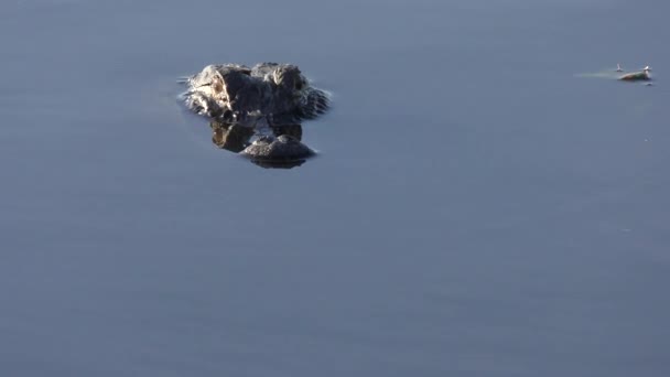 Alligator américain dans un lac — Video