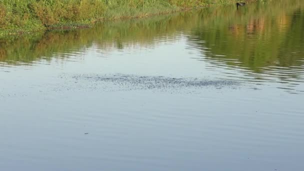 Deux grands alligators américains accouplement — Video