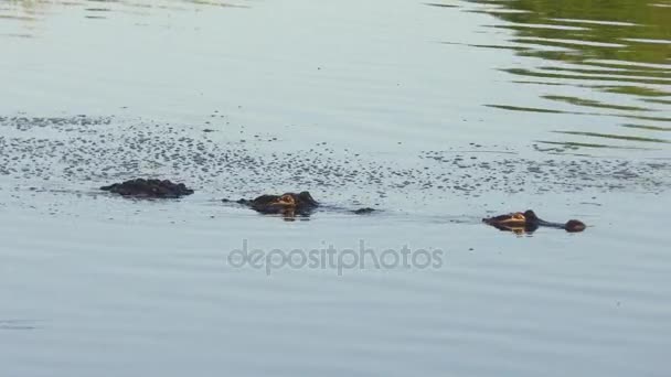 deux grands alligators américains accouplement 