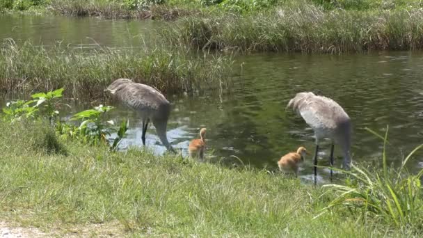 沙丘鹤与两只小鸡 — 图库视频影像