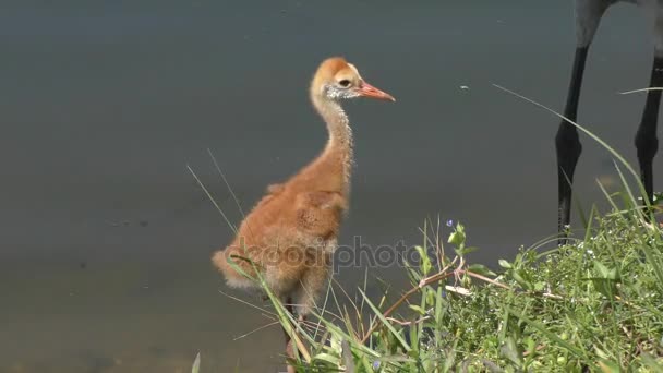 Sandhill crane chick dricksvatten — Stockvideo
