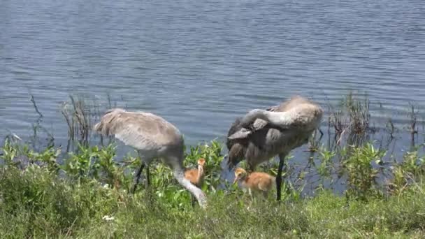Sandhill Cranes avec deux poussins — Video