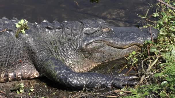 Großer amerikanischer Alligator sonnt sich aus nächster Nähe — Stockvideo